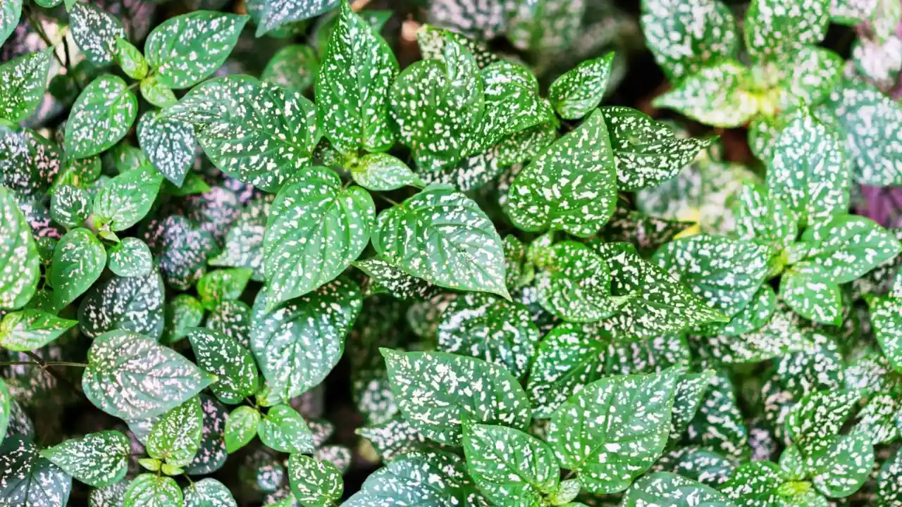 7 Rare and Exotic Terrarium Plants You Should Know