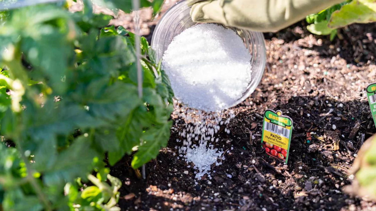 Can You Use Epsom Salt on Succulents? 4 It is possible to overdose your succulent with Epsom salts