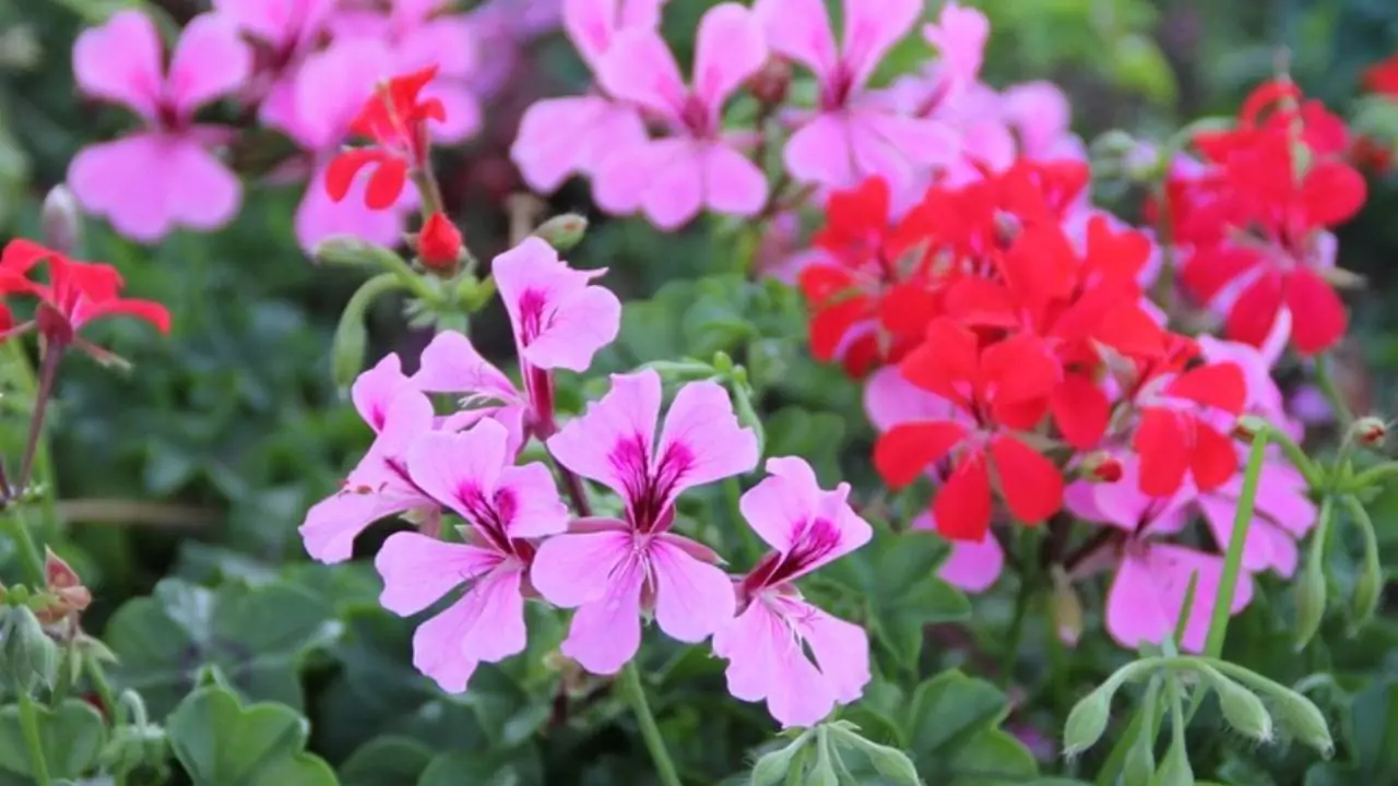 10 Outdoor Plants That Repel Mosquitoes 2 Ivy Geranium