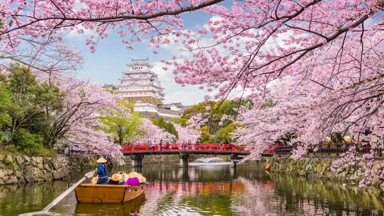 11 Trees That Look Just Like Japanese Cherry Blossom 1 Japanese cherry tree