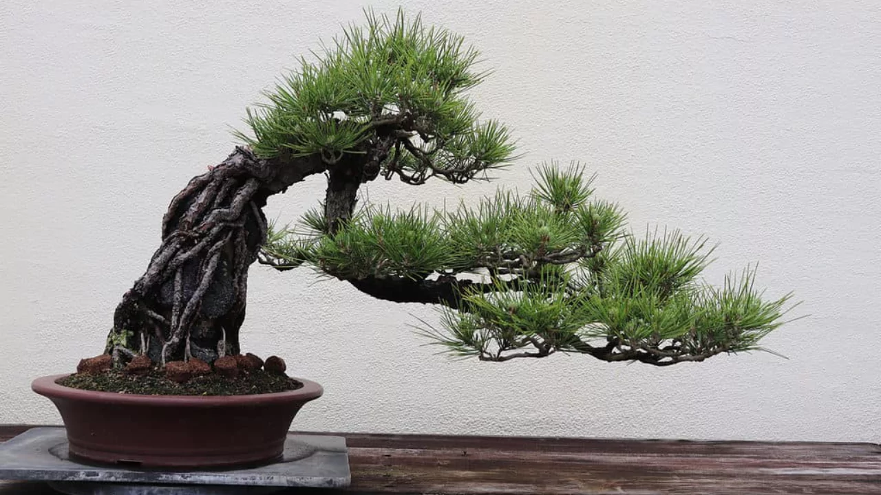 How to Prune Pine Trees Japanese Style 1 Japanese style Pine tree