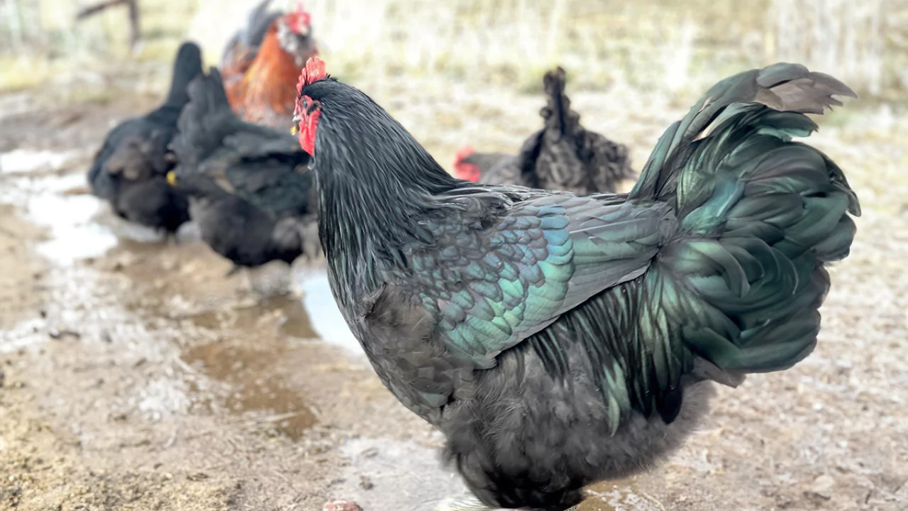 Which Chickens Lay Colored Eggs? 9 Jersey Giant