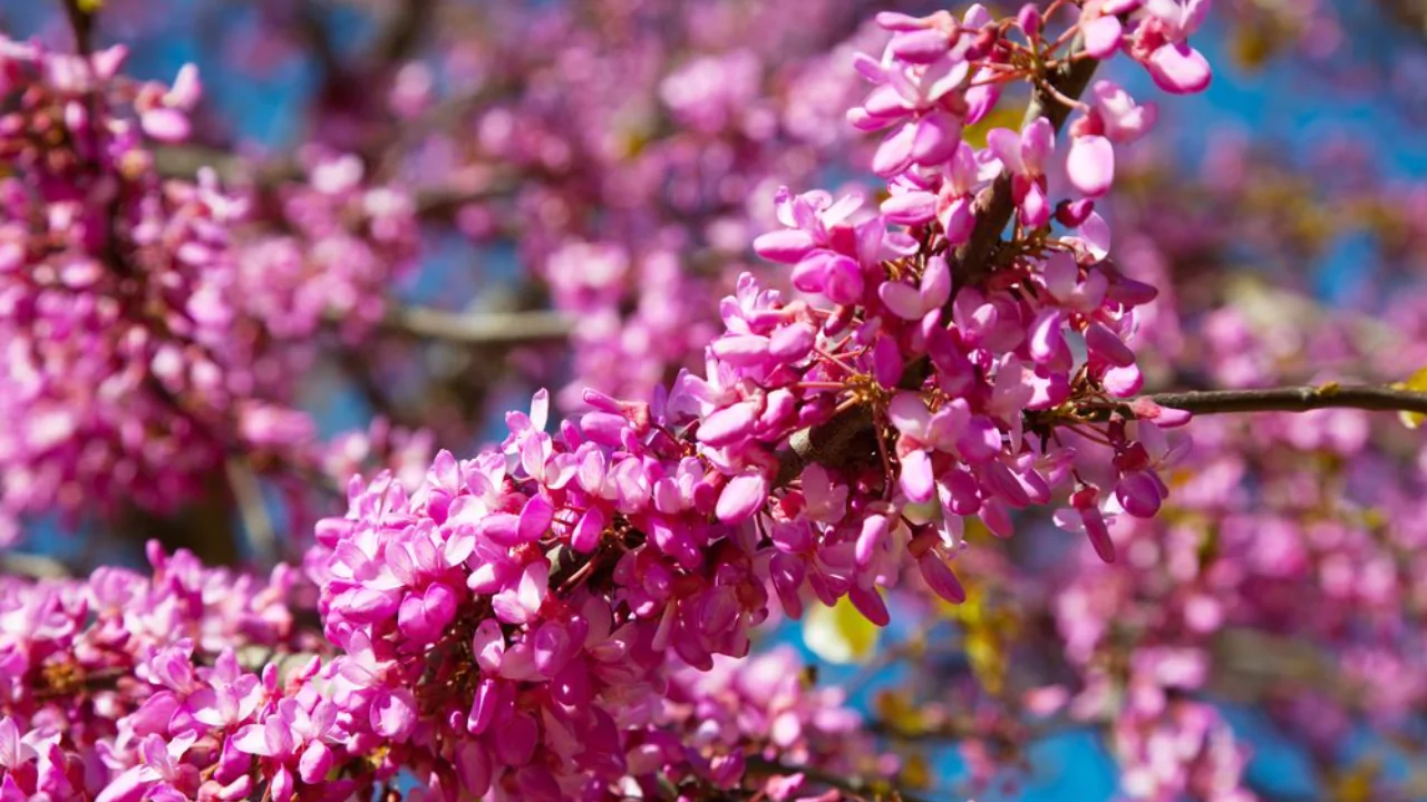 11 Trees That Look Just Like Japanese Cherry Blossom 11 Judas tree