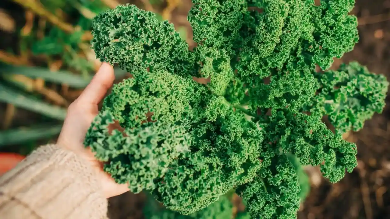 5 Microgreens That Regrow After Cutting 2 Kales