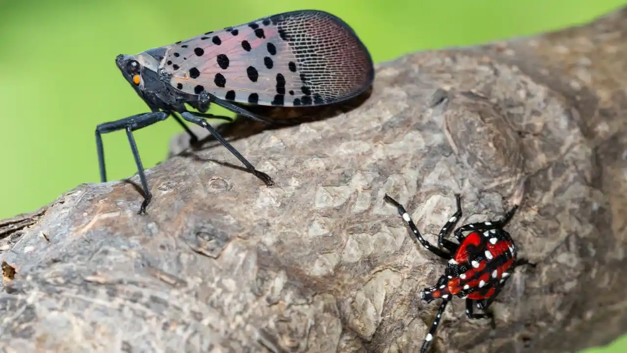 What Insecticide Kills Spotted Lanternfly? 1 Kill Spotted Lanternfly fast
