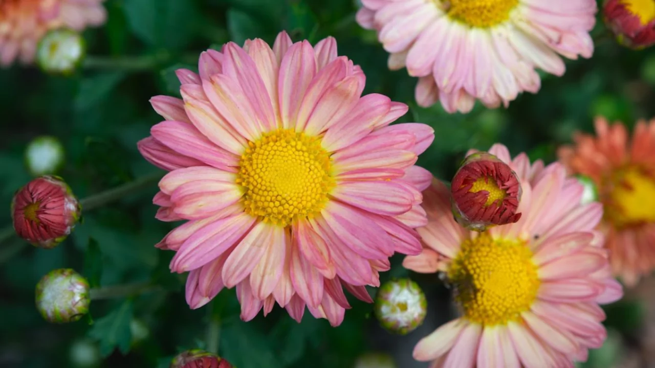 Korean Chrysanthemum