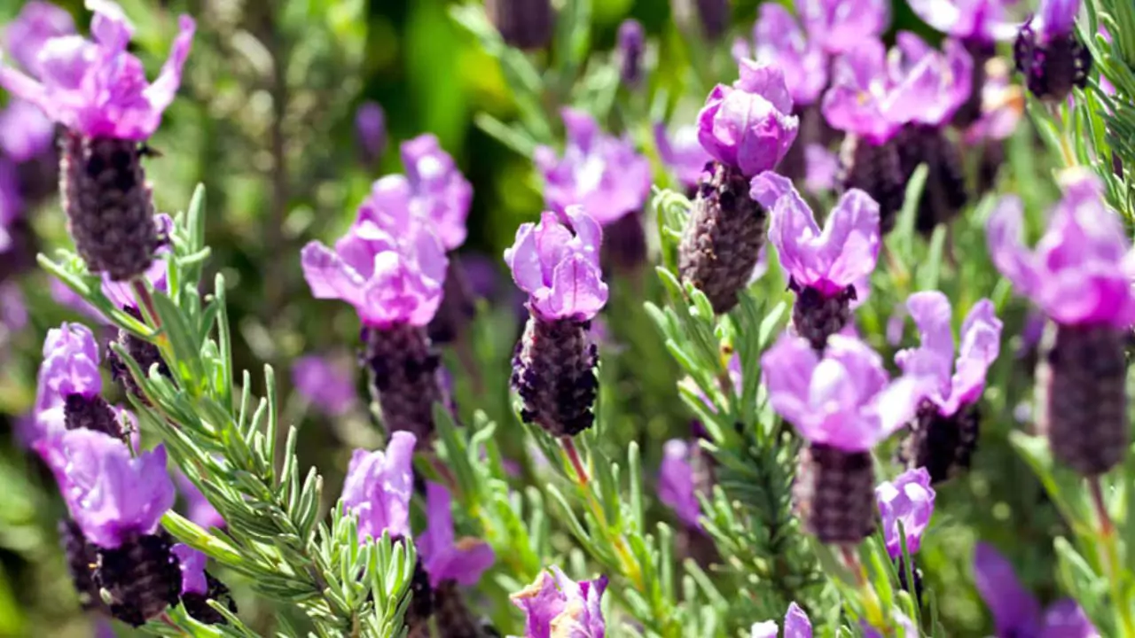 10 Outdoor Plants That Repel Mosquitoes 3 Lavander