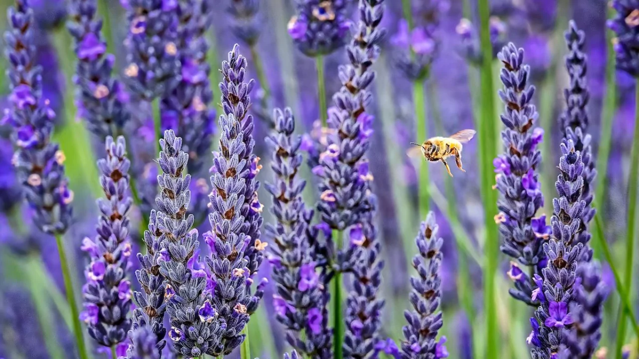 Lavender