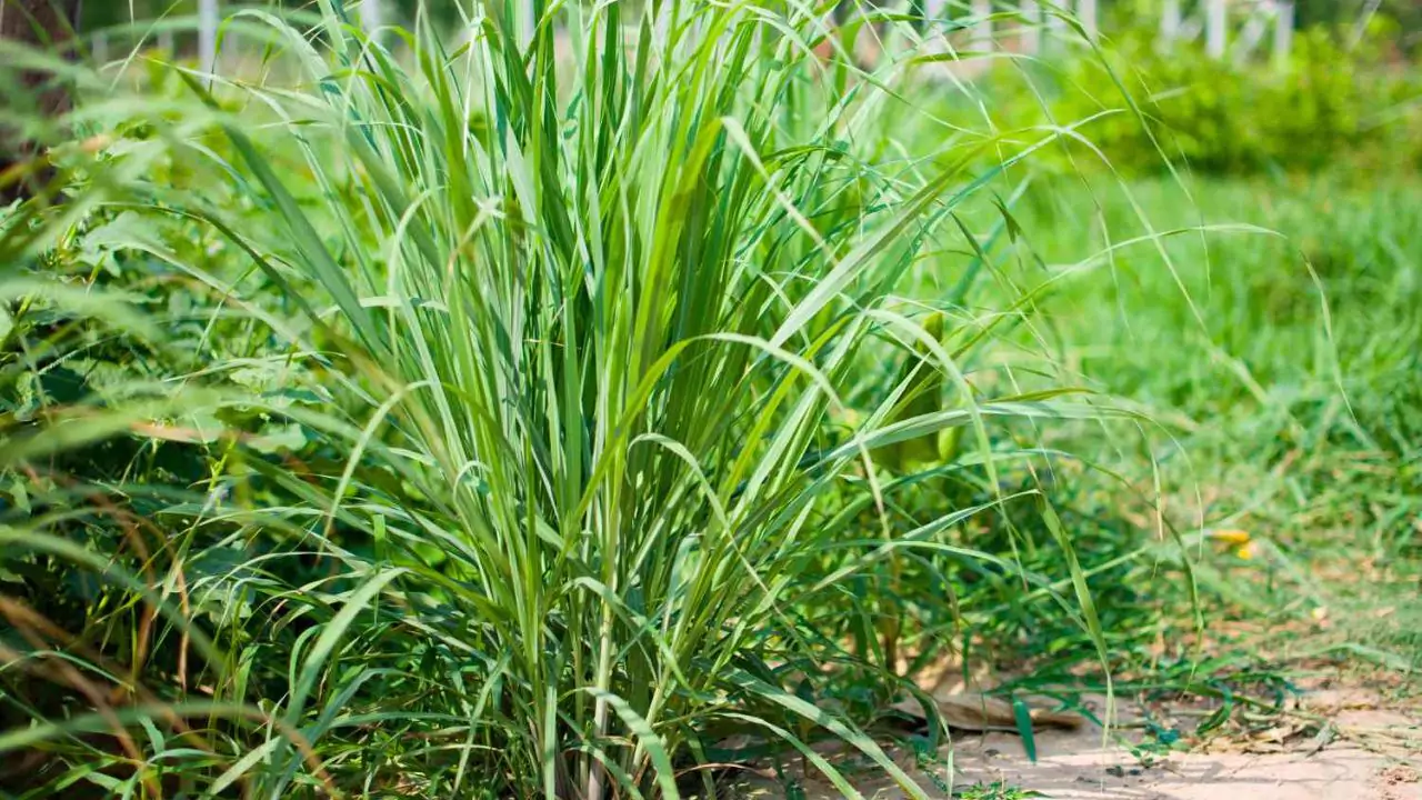10 Outdoor Plants That Repel Mosquitoes 1 Lemongrass 1