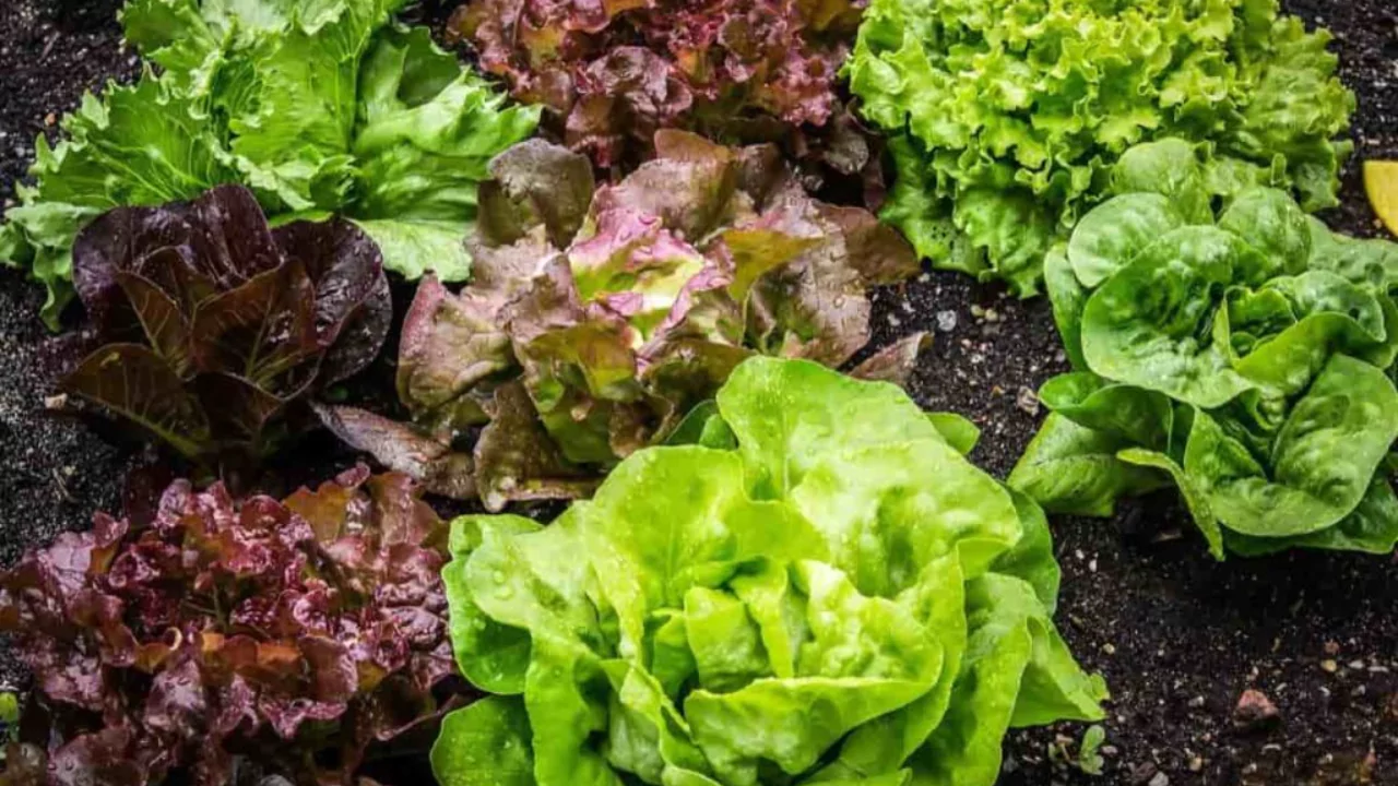Lettuce Aerogarden Yield guide