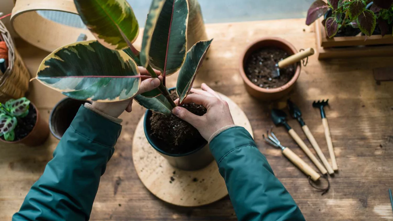 Do Plants Die of Old Age? Everything You Need to Know 2 Lifecycle plants reproduction