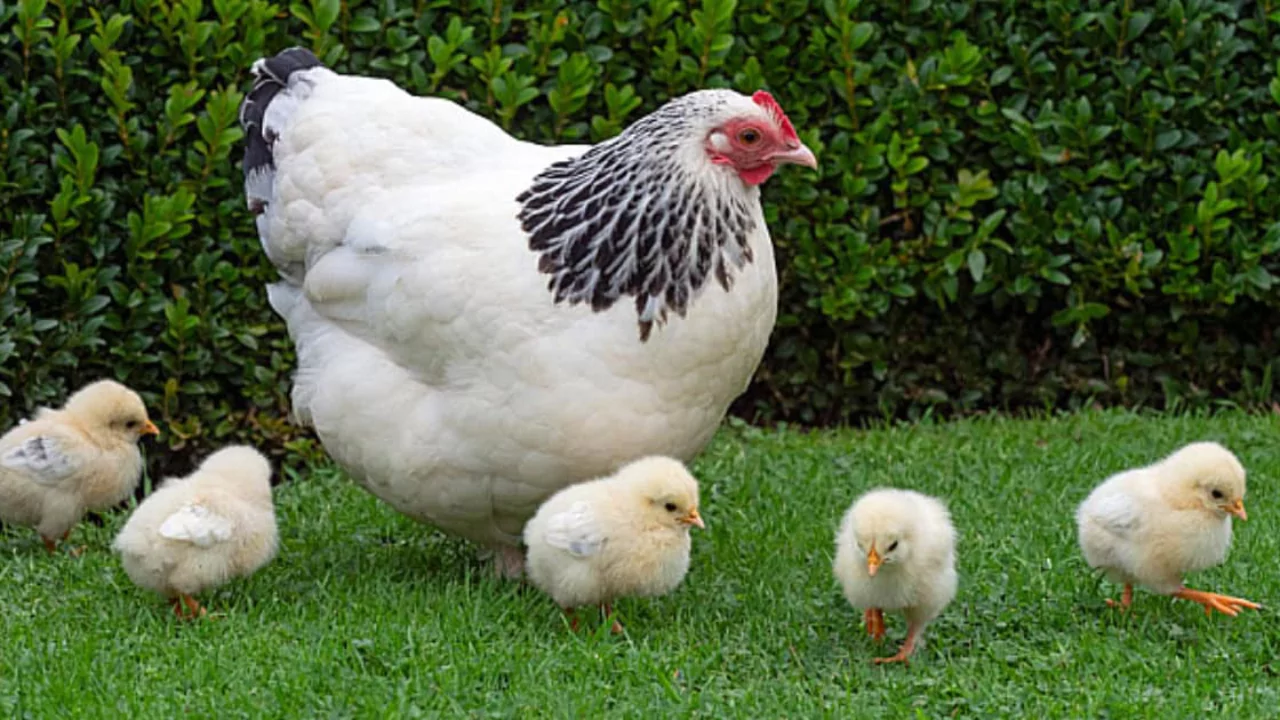 Which Chickens Lay Colored Eggs? 16 Light