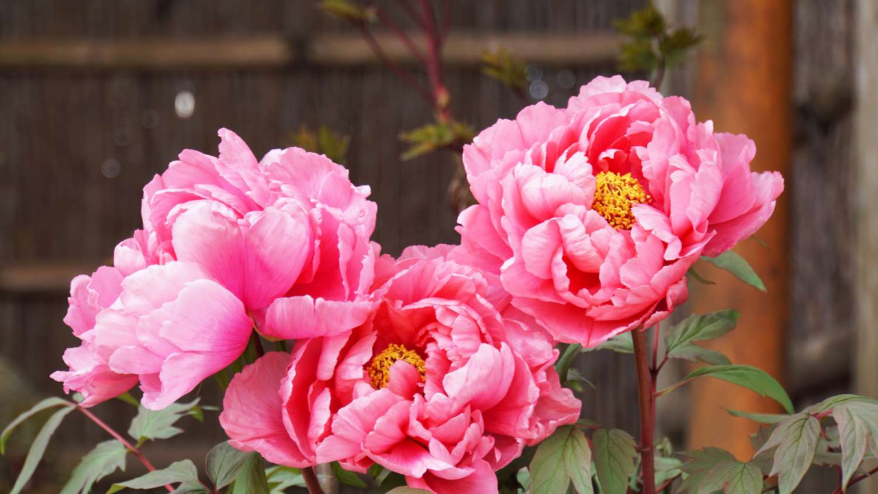 What To Do with Your Peony Bushes After They Bloom 6 Light pink Peony flowers