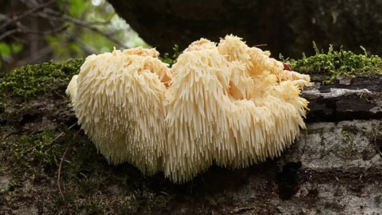 Lions mane gourmet mushroom