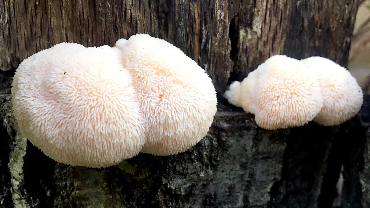 3 Best Mushroom Growing Kit For Beginners