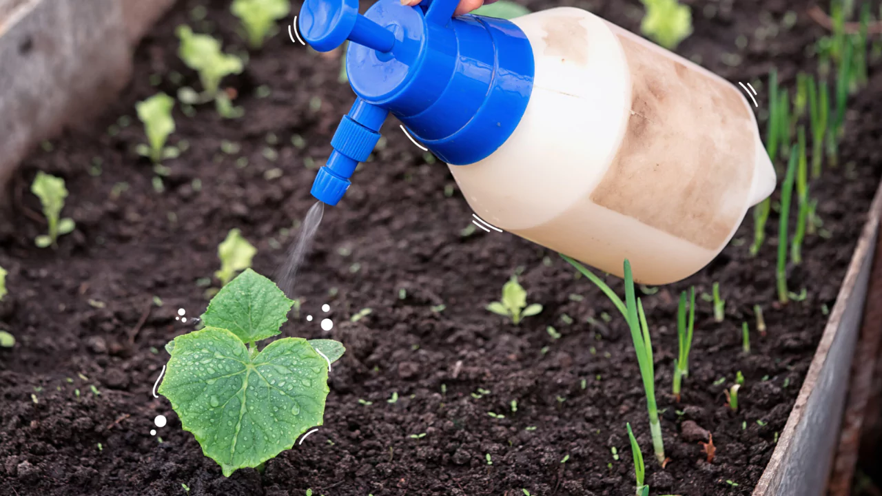 Granular vs Liquid Fertilizer for Lawns: Which Is Better? 2 Liquid fertilizer