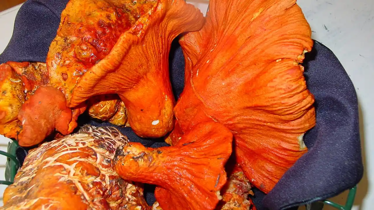 Growers Guide for Lobster Mushrooms 1 Lobster Mushrooms benefits