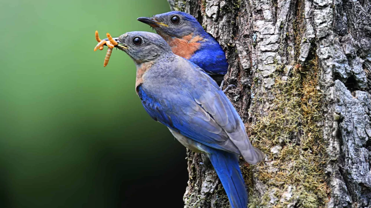 Looking for bluebirds in an area