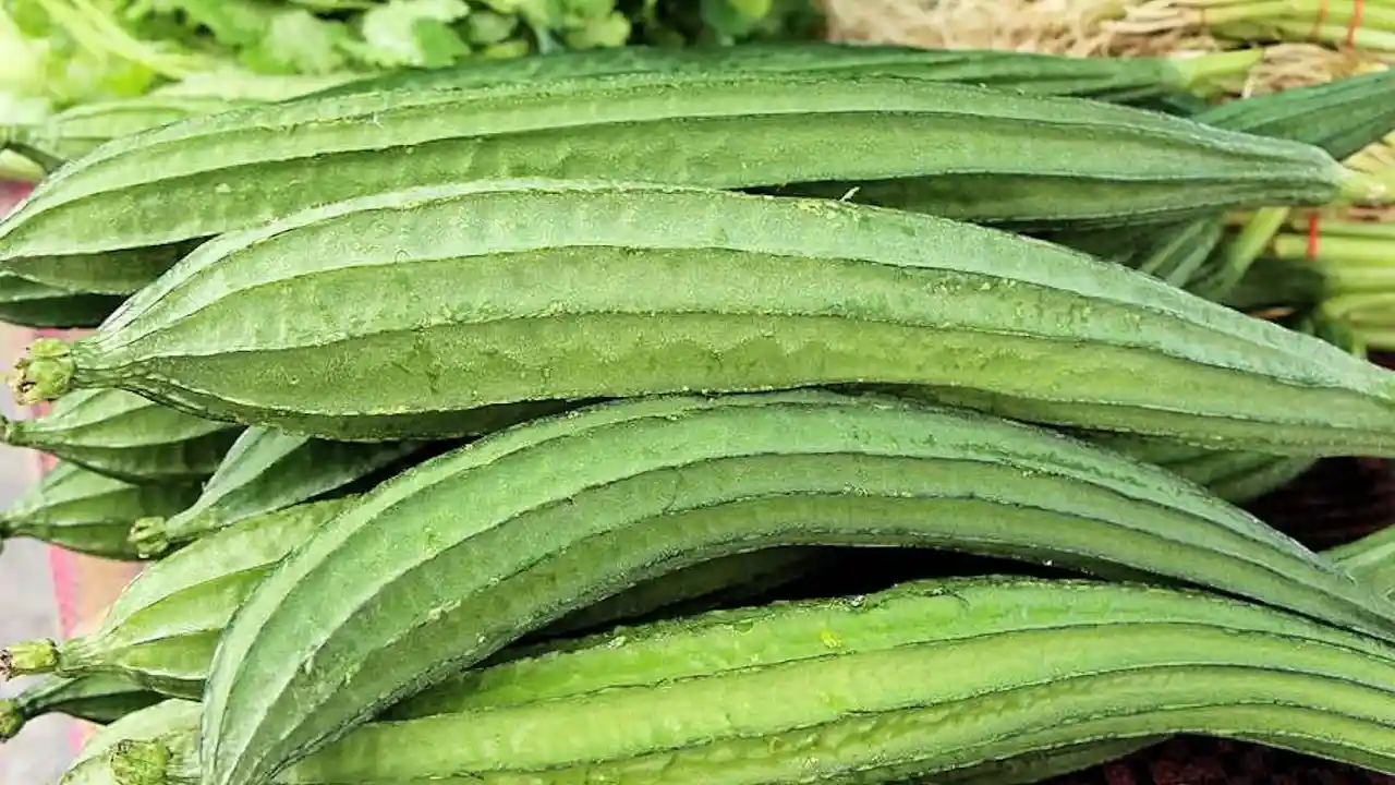 Growers Guide for Patola 4 Luffa gourds – types of Patola