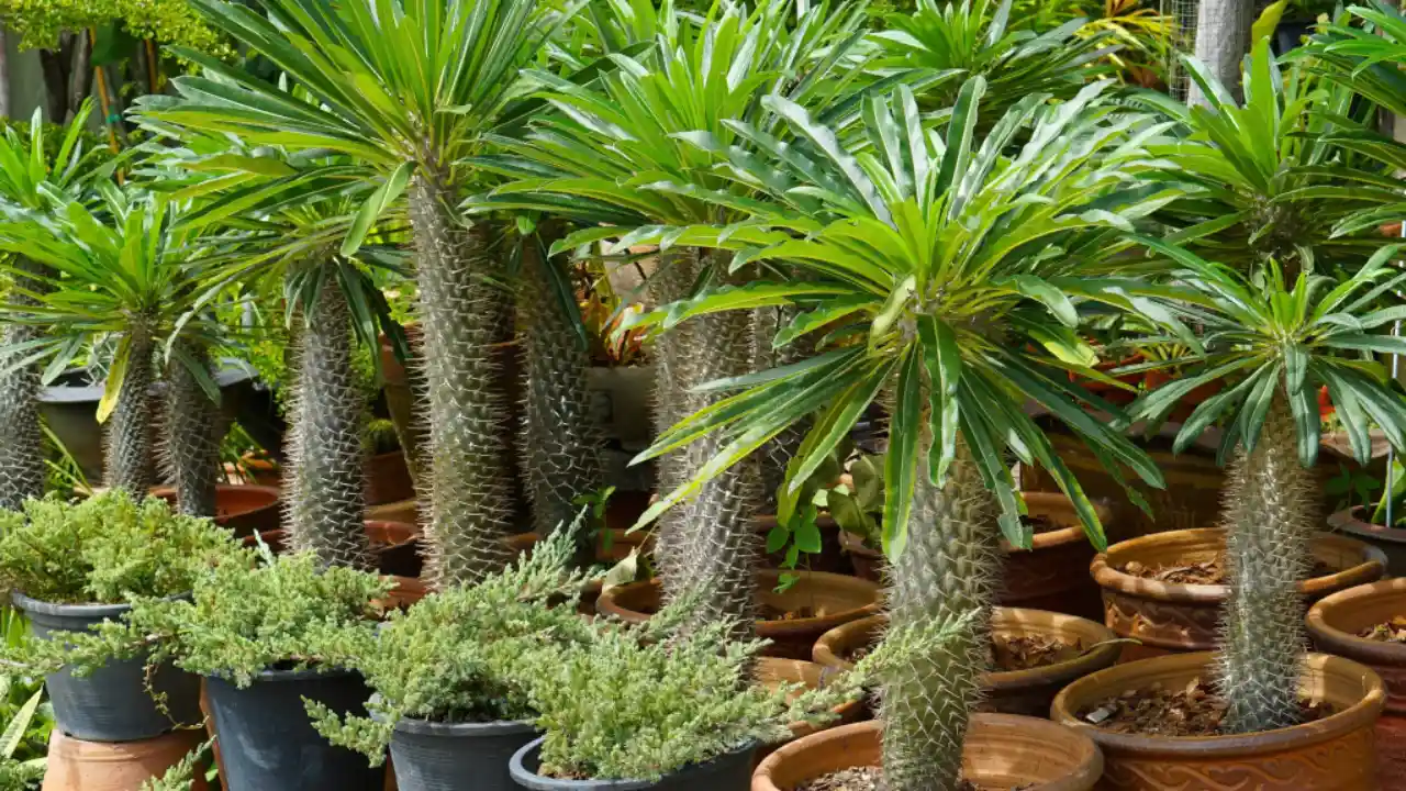 10 Beautiful Large & Tall Succulents for Home and Garden 2 Madagascar palm 2