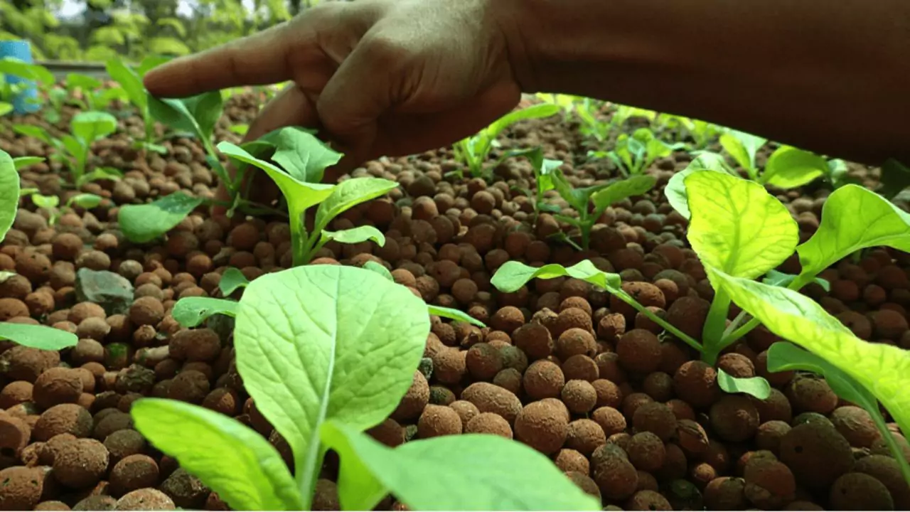 How to Fix Nutrient Deficiency in Aquaponics 4 Magnesium deficiency in aquaponics