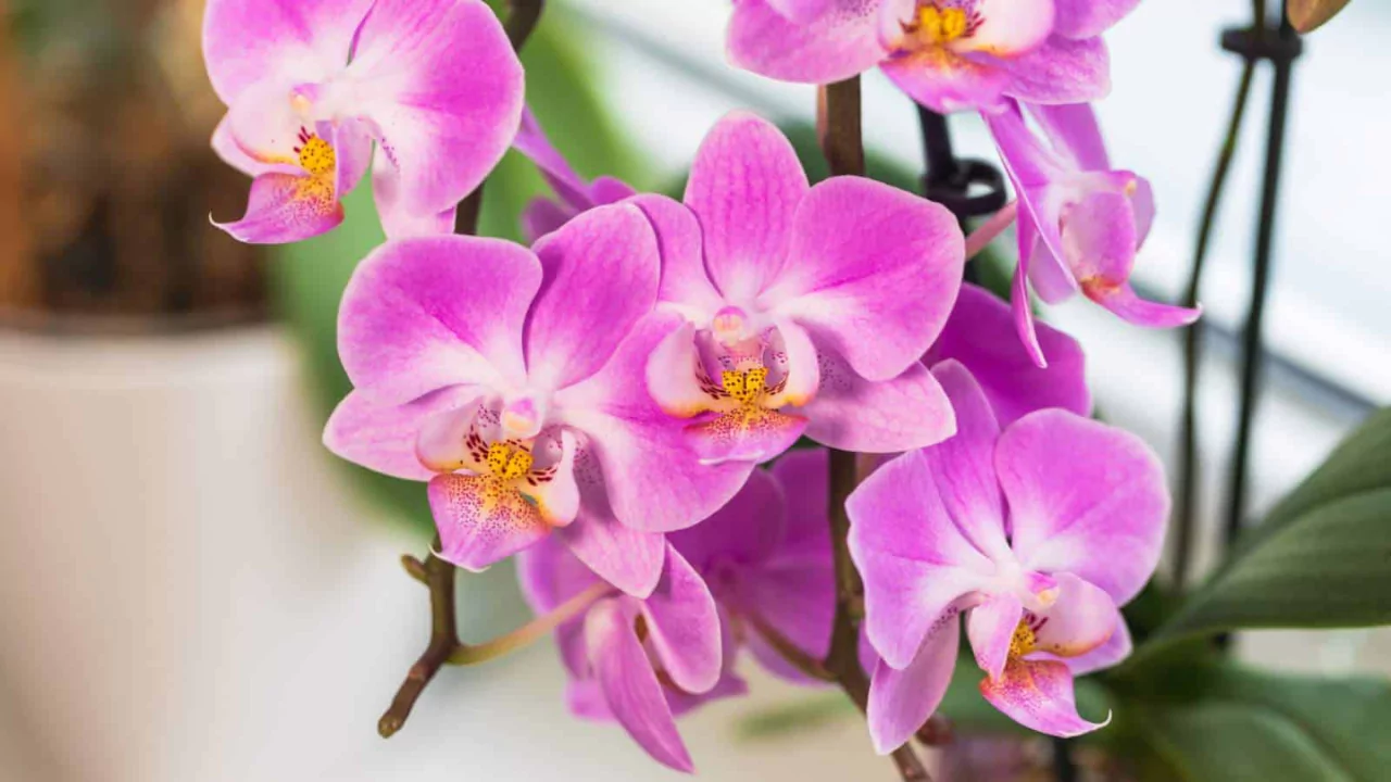 Why Are My Orchid Leaves Turning Yellow with Brown Spots? 2 Magnificent Orchids