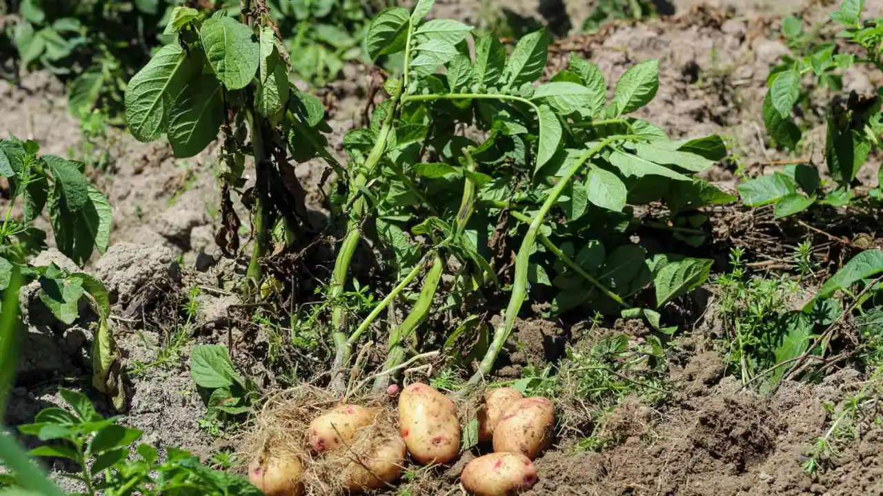 What Is a Potato Tower