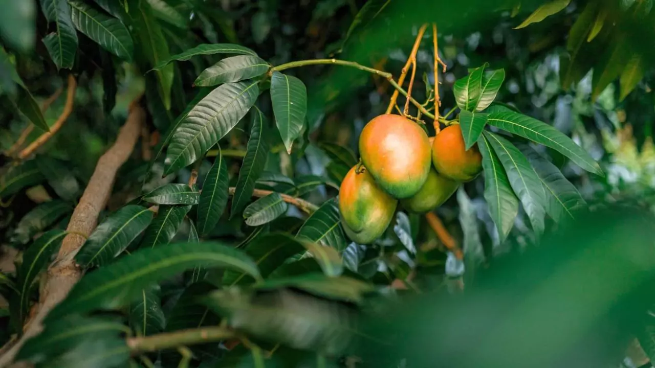 Mango Tree