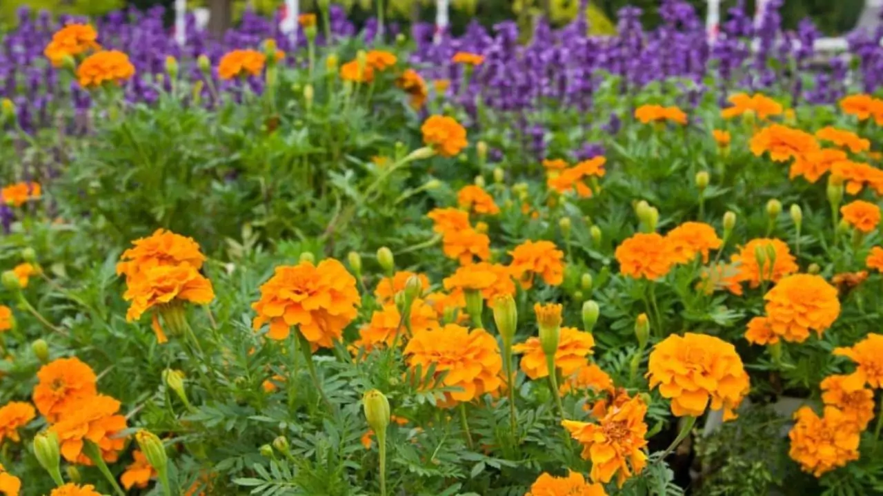 10 Outdoor Plants That Repel Mosquitoes 6 Marigolds 1