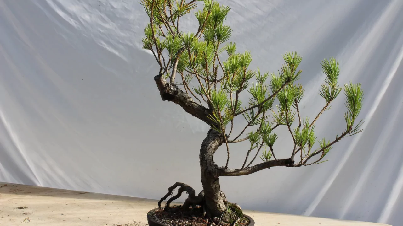 How to Prune Pine Trees Japanese Style 4 Megiri pruning method