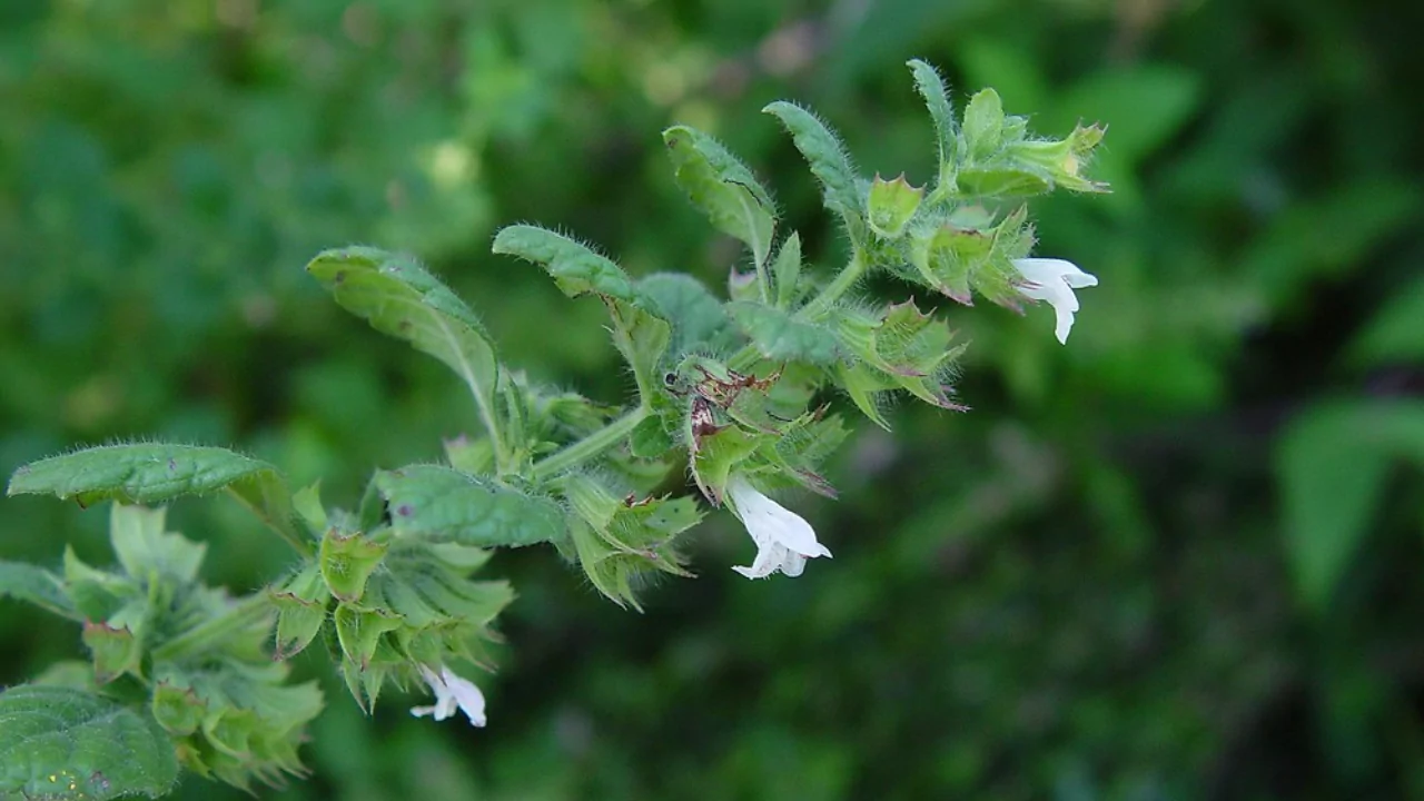 Melissa Officinalis
