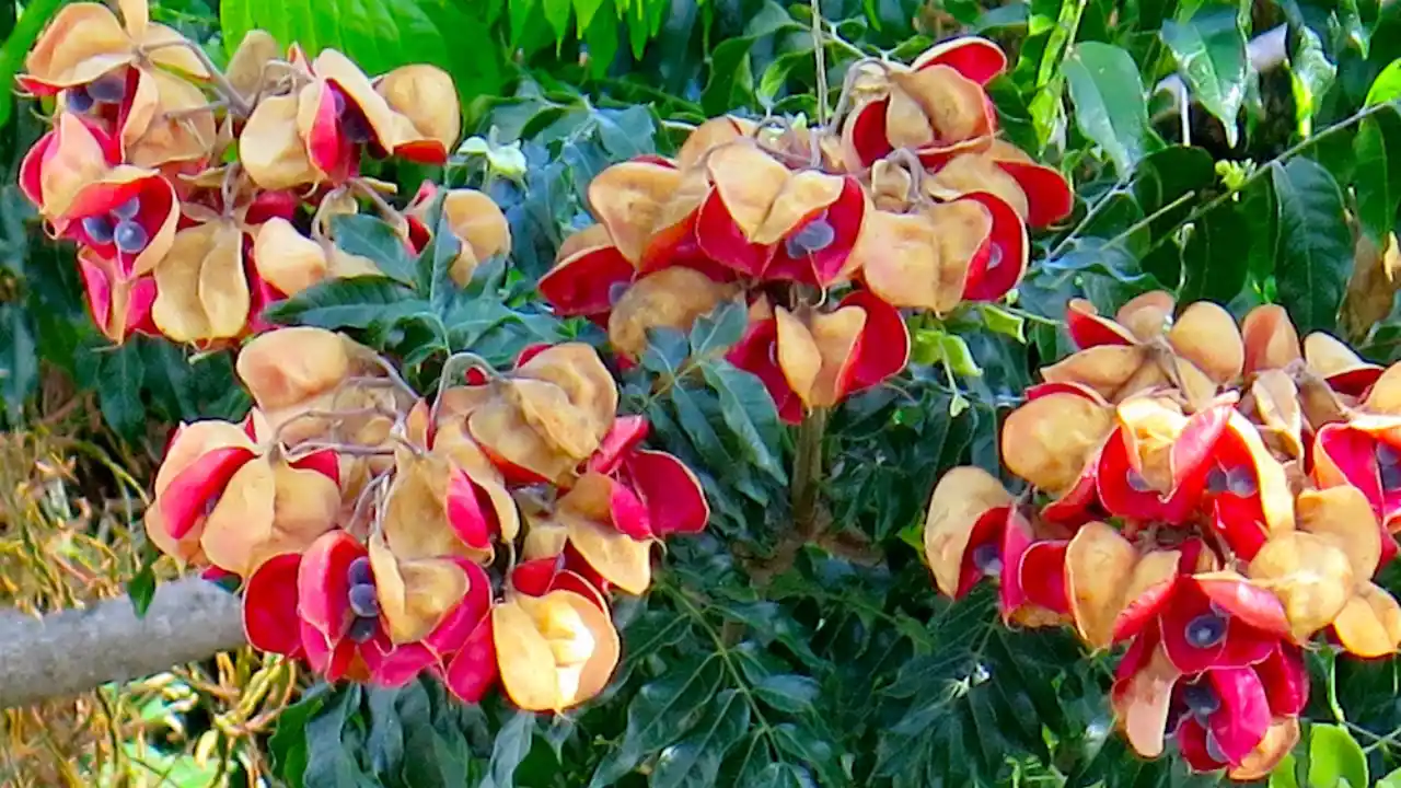 Mgambo Tree