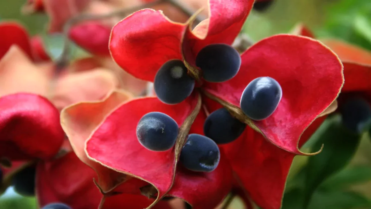 Mgambo seeds
