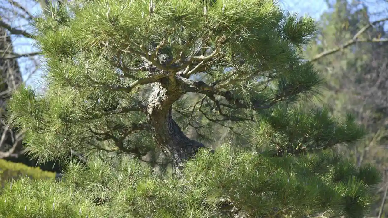 How to Prune Pine Trees Japanese Style 3 Midoritsumi pruning method