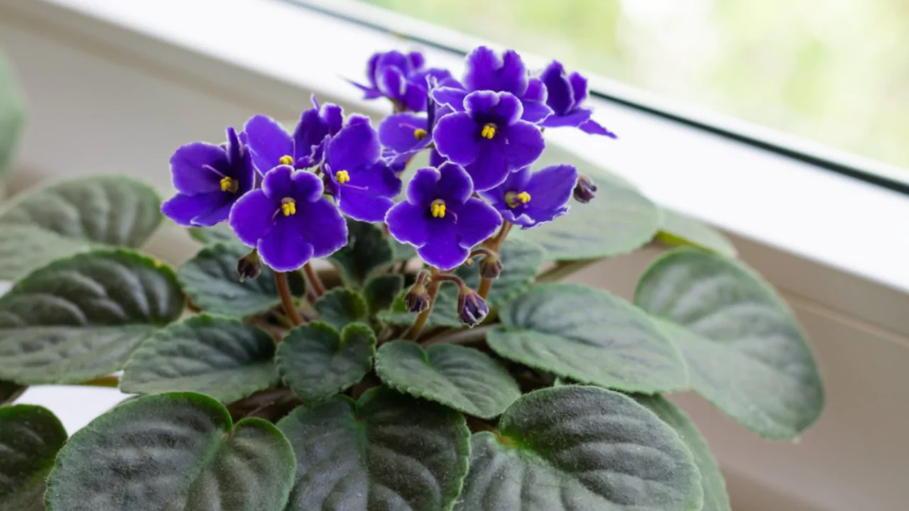 How Long Do Closed Terrariums Last? 4 Mini African violets