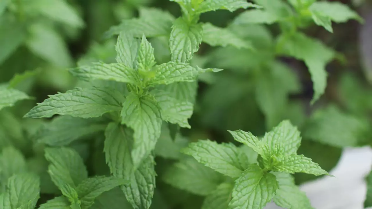 10 Outdoor Plants That Repel Mosquitoes 10 Mint pruning 1