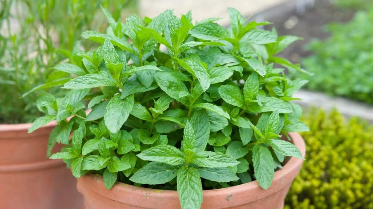 How to Get Big Mint Leaves 3 Mint pruning