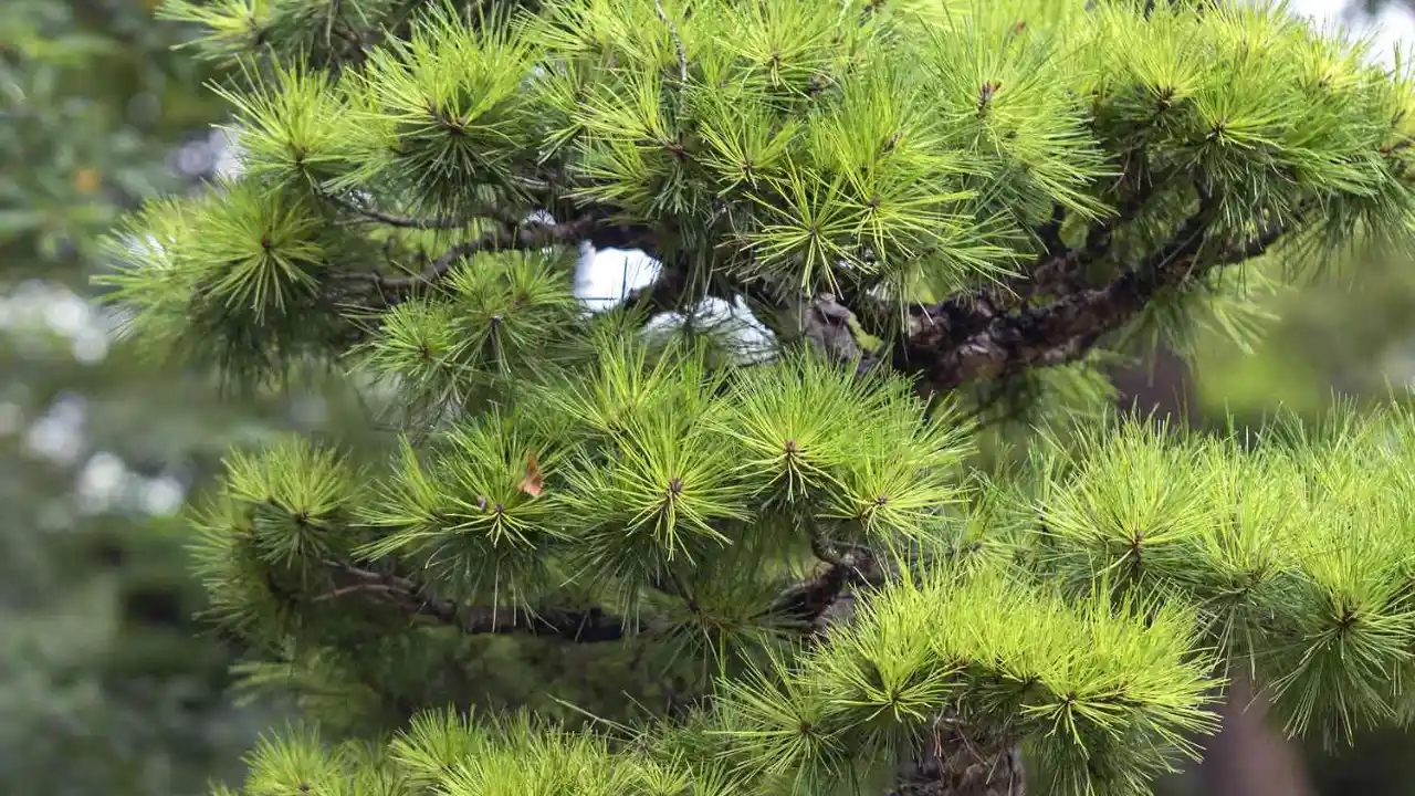 How to Prune Pine Trees Japanese Style