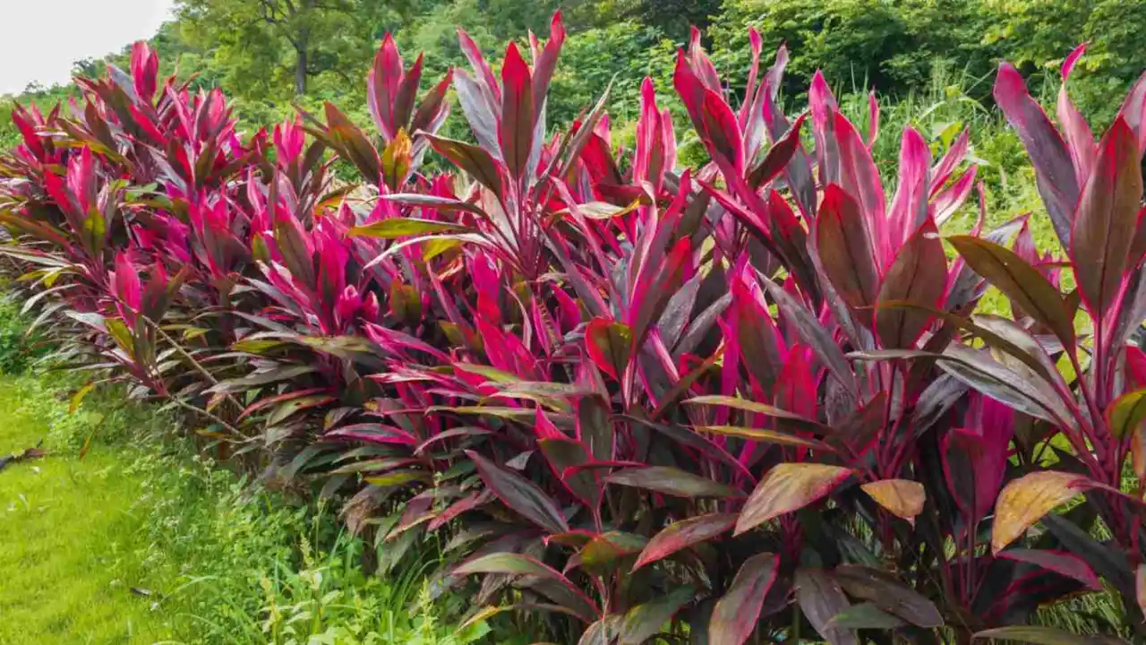 Cordyline Problems: Common Issues and Cures 1 Most common problems with Cordyline