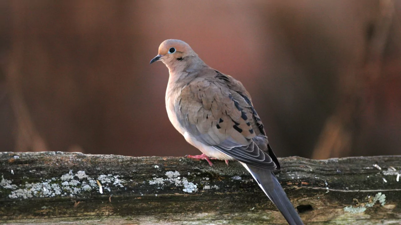 12 Backyard Birds of Ohio 5 Mourning Doves