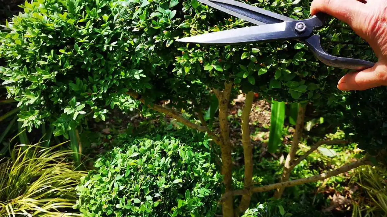 Niwaki pruning