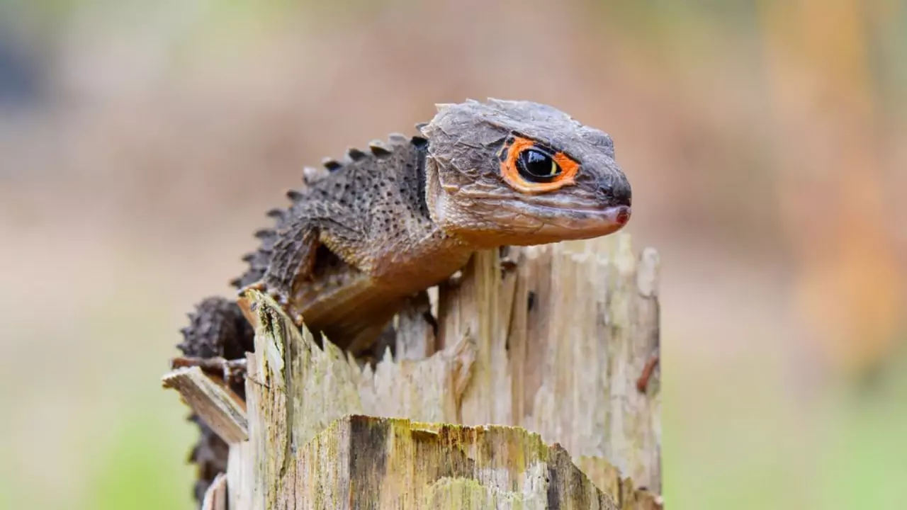 Noise skinks