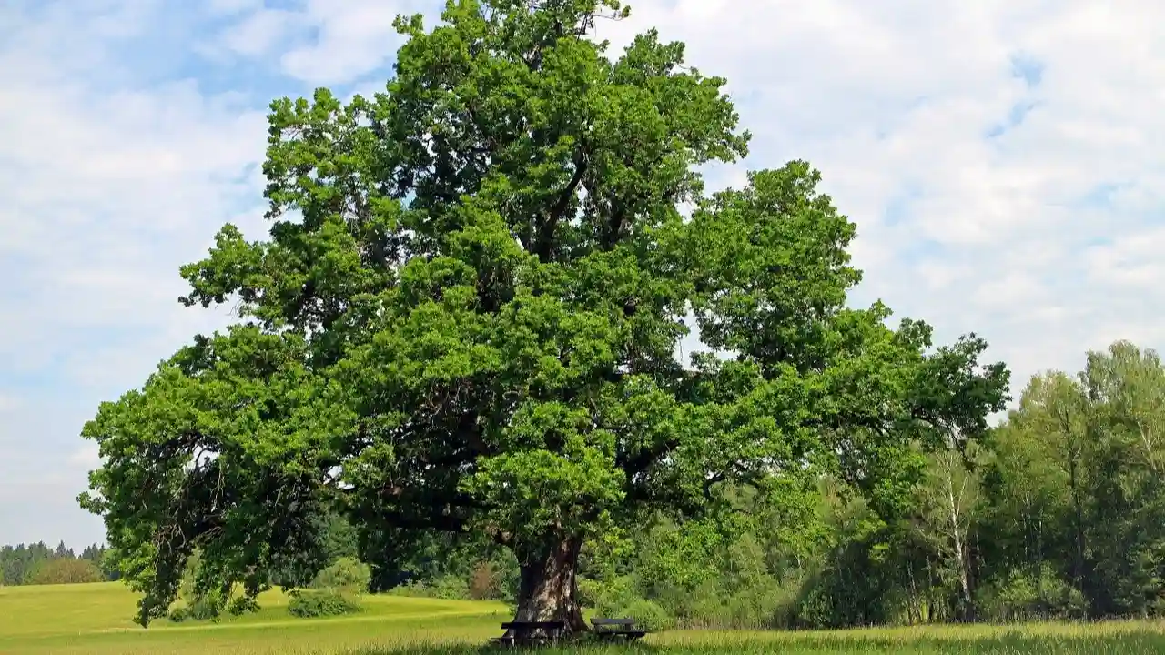 Oak trees
