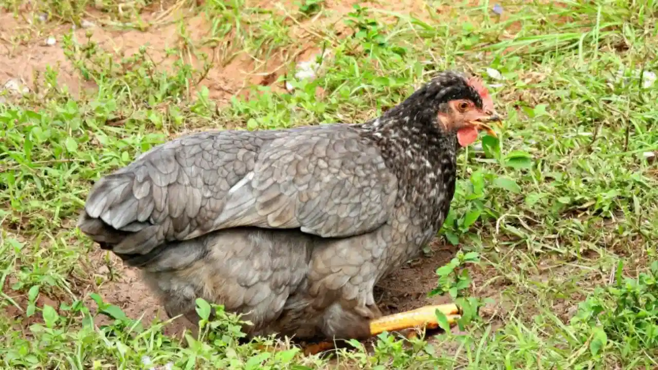 Which Chickens Lay Colored Eggs? 12 Olive Egger