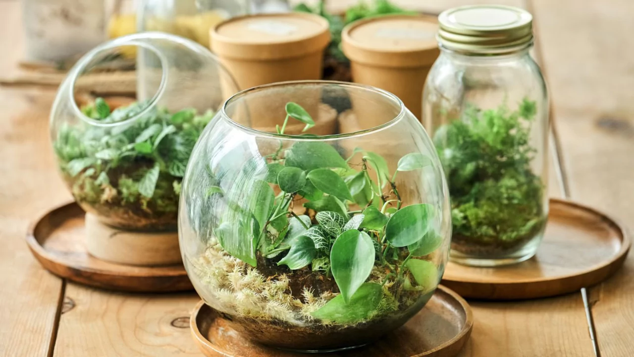 How Long Do Closed Terrariums Last? 1 Open Bottle Terrarium