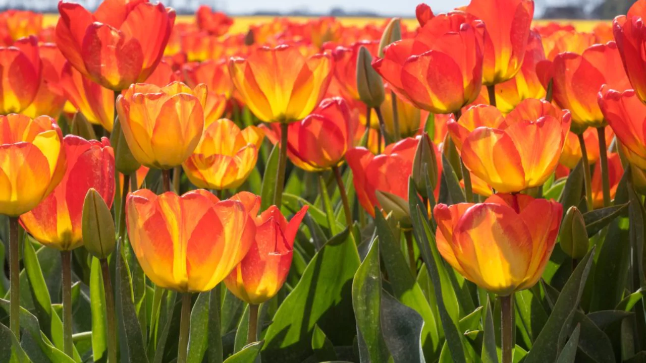 Orange tulips