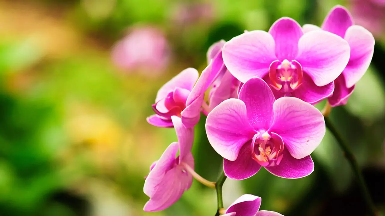 Orchids 1