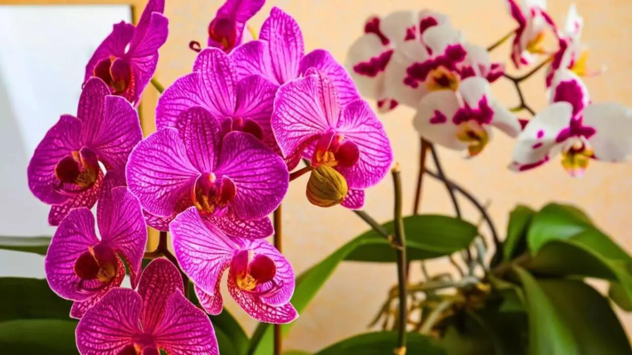 Orchids