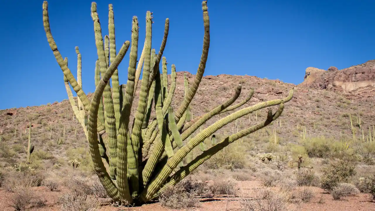 10 Beautiful Large & Tall Succulents for Home and Garden 7 Organ pipe cactus