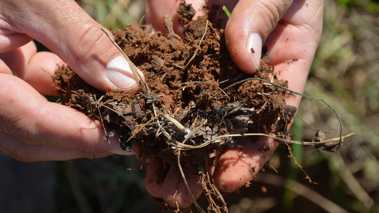 Organic soil 1